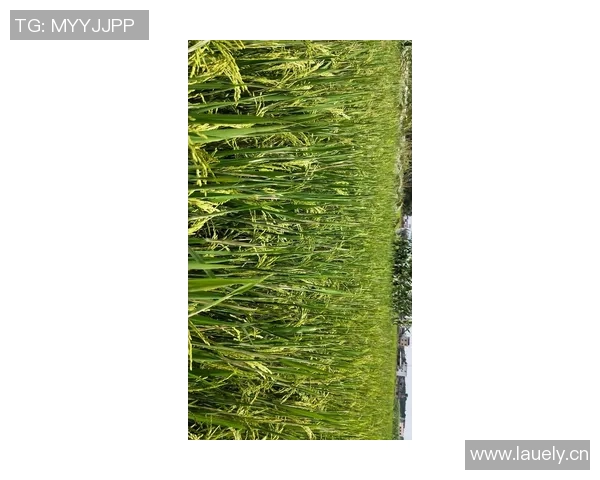 因莫比莱效果持续，胶州市成功引进全毒蒿胺水稻品种